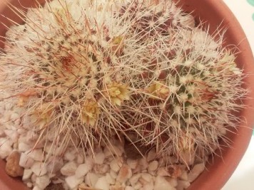 Mammillaria karwinskiana ssp nejapensis