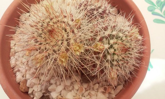 Mammillaria karwinskiana ssp nejapensis