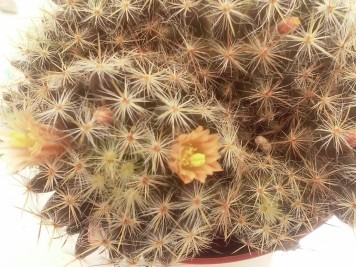 mammillaria prolifera