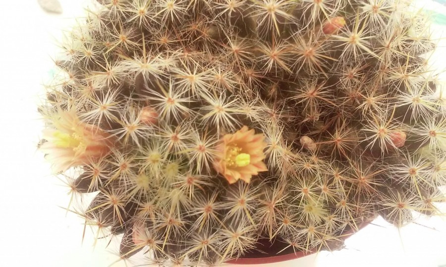 mammillaria prolifera