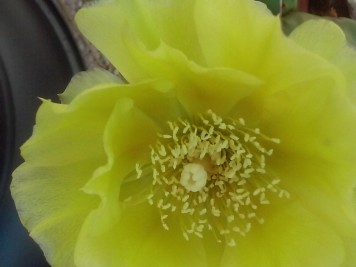 Opuntia humifusa