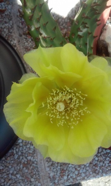 Opuntia humifusa