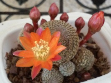 rebutia heliosa