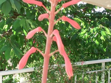 Aloe saponiara