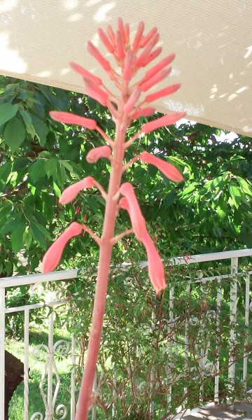 Aloe saponiara