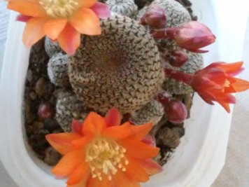 rebutia heliosa