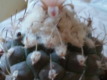 turbinicarpus lophophoroides