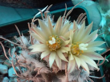 Turbinicarpus flaviflorus