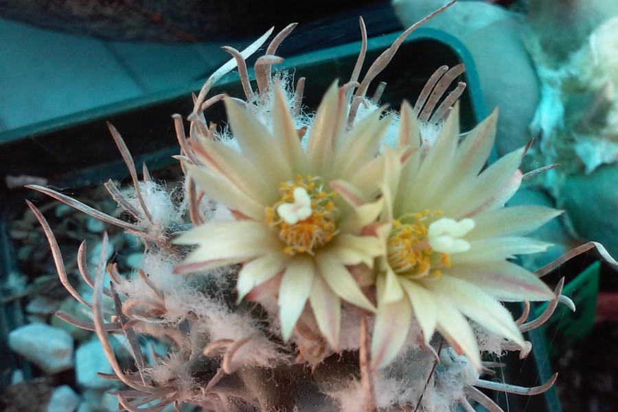 Turbinicarpus flaviflorus