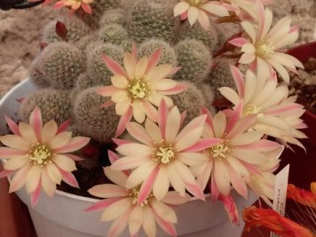 Rebutia Albiflora CV Sunris