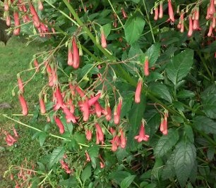 Fuchsia du Cap