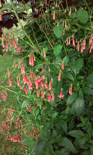 Fuchsia du Cap