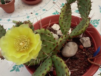 Opuntia humifusa