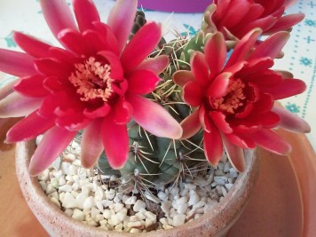 Gymnocalycium baldianum rouge 1