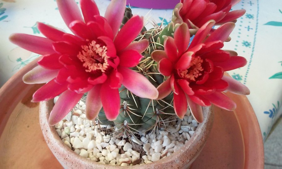 Gymnocalycium baldianum rouge 1