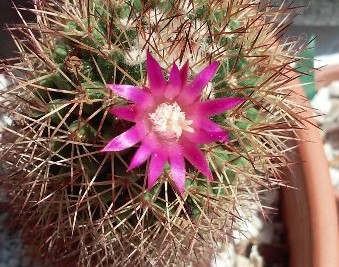 mammillaria backebergiana