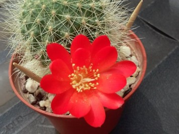 Rebutia wessneriana