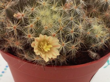 mammillaria prolifera