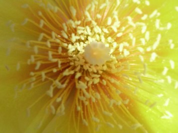 opuntia-humifusa-fleur