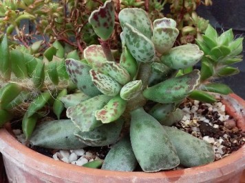 Adromischus cooperi