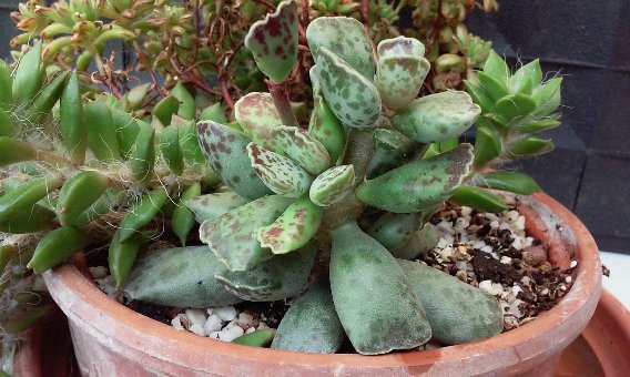 Adromischus cooperi