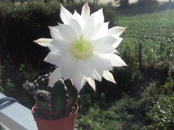 Echinopsis subdenudata