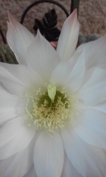 Echinopsis subdenudata