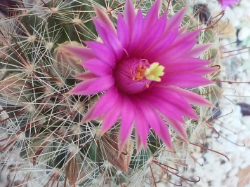 mammillaria meridiorosei W DC531