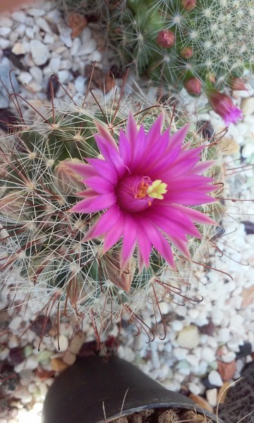 mammillaria meridiorosei W DC531