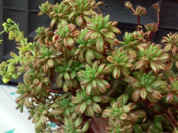 Aeonium sedifolium