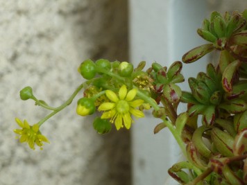 Aeonium sedifolium