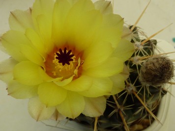 Notocactus mammulosus ssp submammulosus parodia sellowii variété leucacanthus