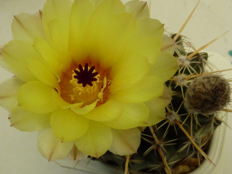 Notocactus mammulosus ssp submammulosus parodia sellowii variété leucacanthus