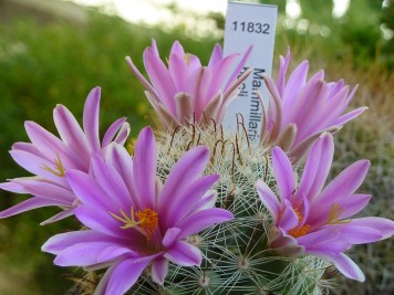 Mammillaria booli