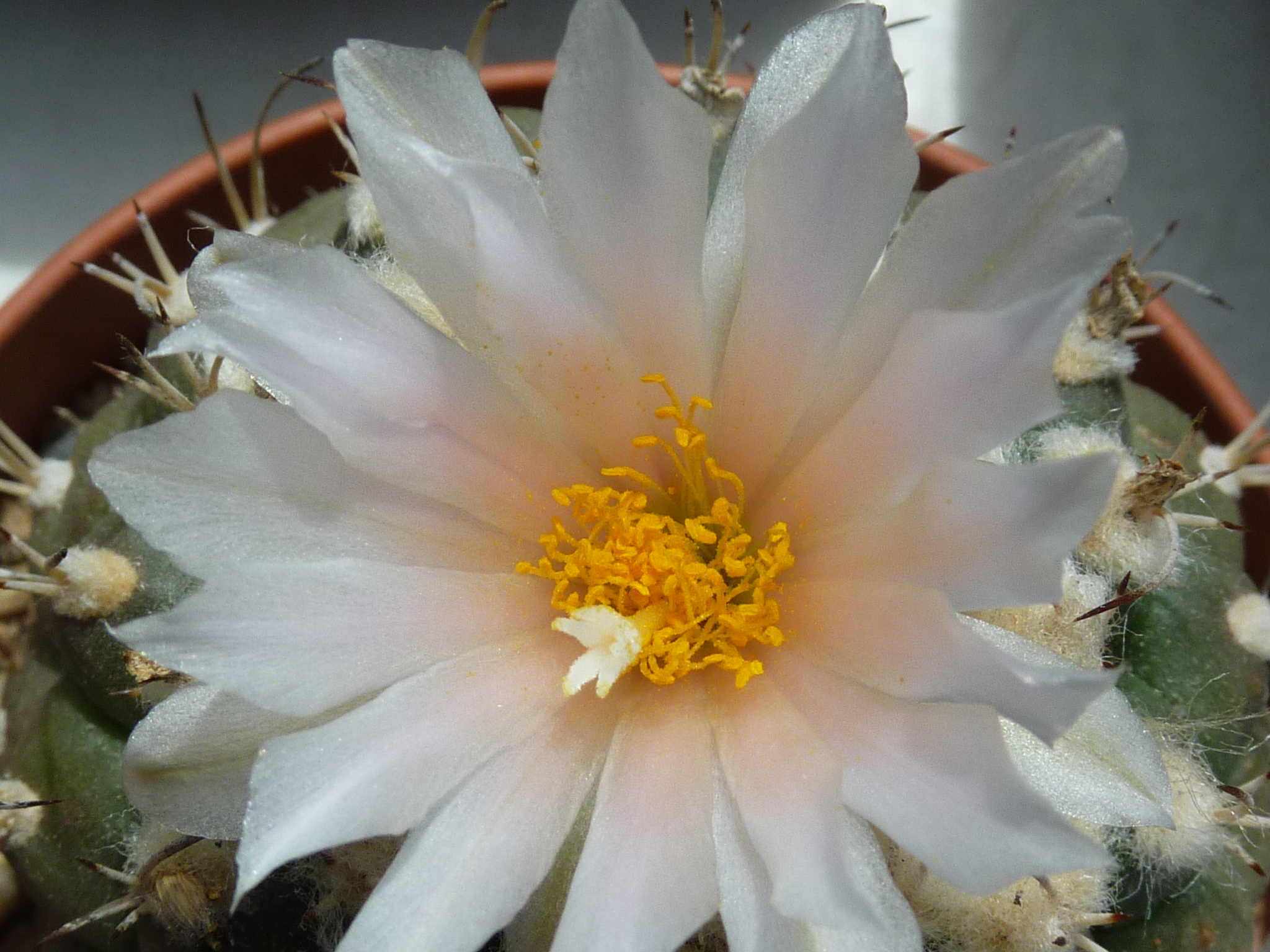 Turbinicarpus lophophoroides Le petit blog de Mamina
