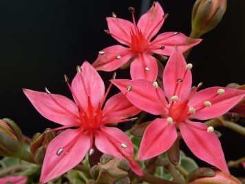 Graptopetalum bellum