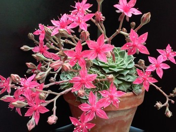 Graptopetalum bellum