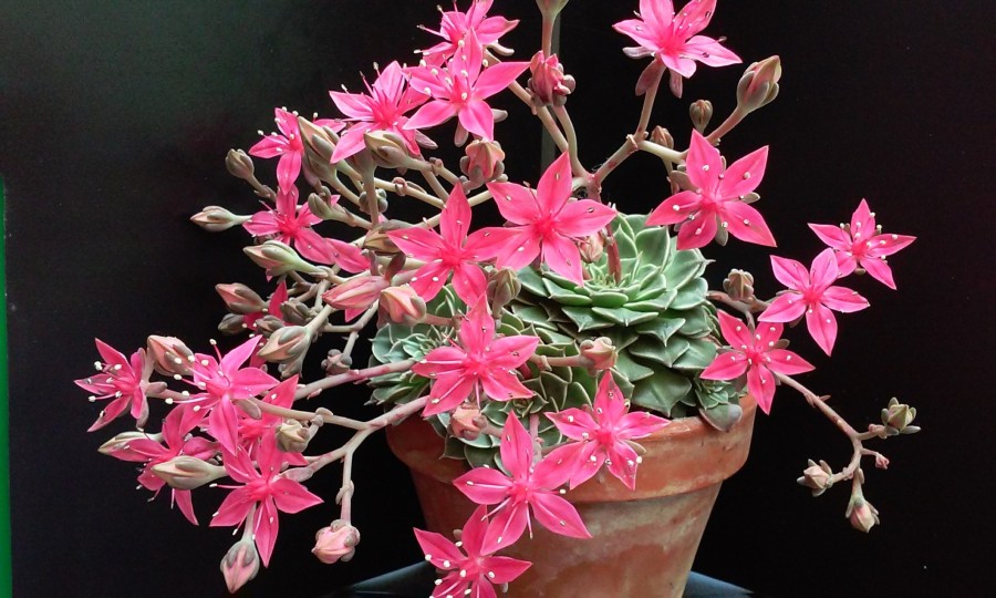 Graptopetalum bellum