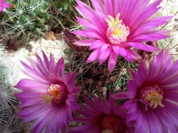 mammillaria meridiorosei W DC531