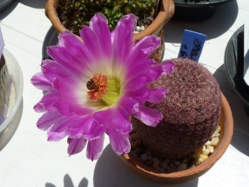 Echinocereus rigidissimus