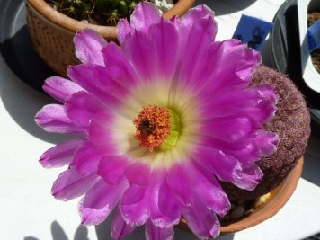 Echinocereus rigidissimus