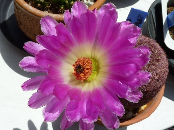 Echinocereus rigidissimus