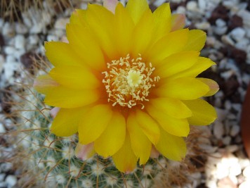 Parodia microsperma