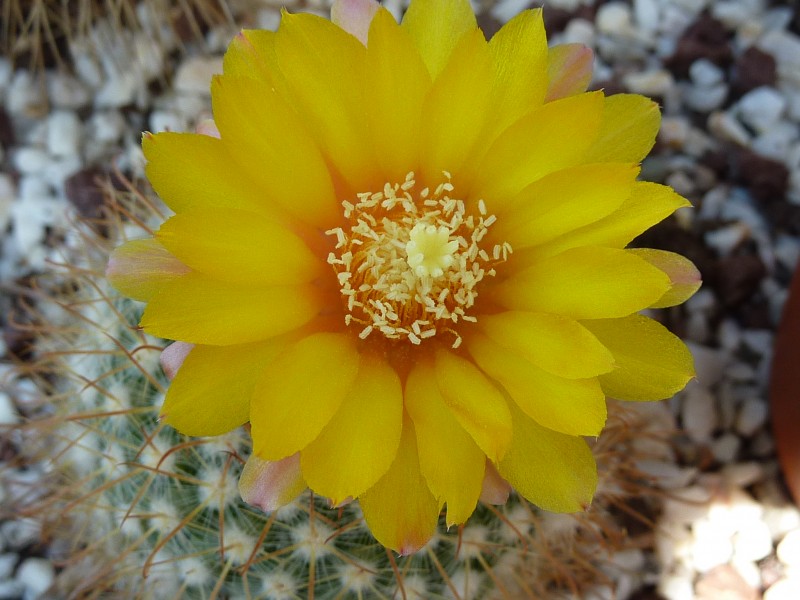 Parodia microsperma