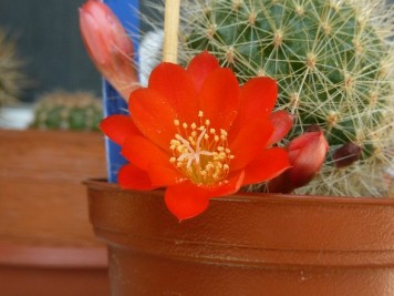 Rebutia wessneriana