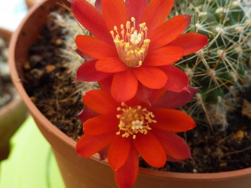 Rebutia sp2