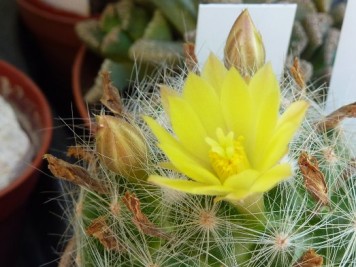 Mammillaria Baumii