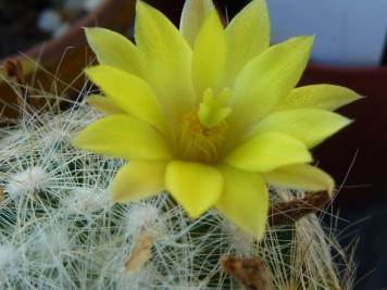 Mammillaria Baumii