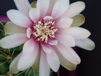 Gymnocalycium Baldianum sp rose