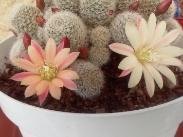 Rebutia Albiflora CV Sunrise